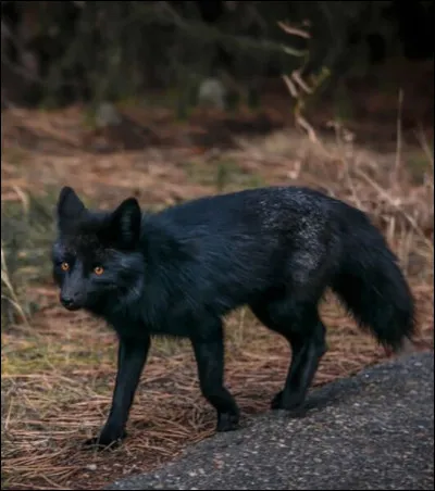 Quant à ce canidé, que peut bien être ce phénomène très rare ?