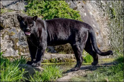 Me croiriez-vous si je vous disais que ce fauve d'Amérique centrale est un jaguar noir ?