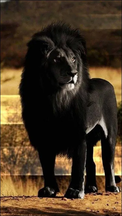 Quel animal arbore cette majestueuse fourrure noire ?
