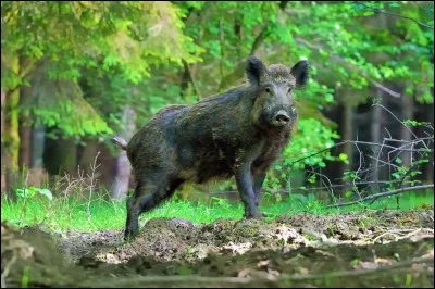 Dans le jargon de la chasse, pourquoi le sanglier porte-t-il le nom de "bête noire" ?