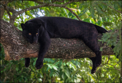 Quel est ce sympathique animal qui n'est pas uniquement présent en Afrique, mais qui vit aussi en Asie ?