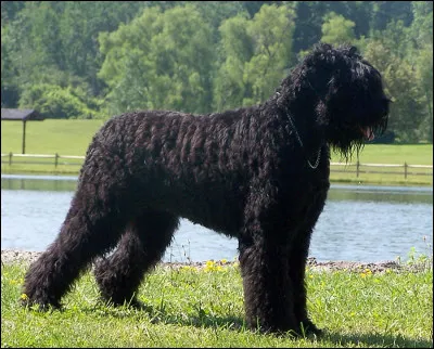 Quel est ce chien qui n'existe qu'en version noire ?