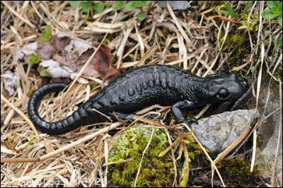 Quel est cet animal de couleur ébène qu'on rencontre dans les Alpes ?