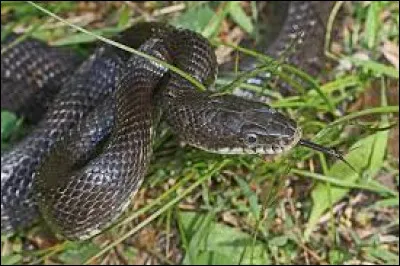 Comment nomme-t-on ce serpent entièrement noir ?