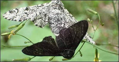 Voici un couple de papillons dont l'un est victime d'un excès de mélanine qui le rend noir. Quel est le nom de cette espèce de papillons ?