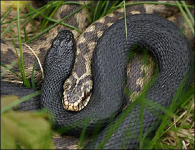 Quel est ce serpent venimeux qui peut souvent revêtir une robe noire ?