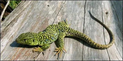 Les lézards sont-ils tes proies favorites ?