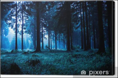 Tu es un chaton domestique du nom d'Ardoise. Cette nuit, sans trop savoir pourquoi, tu décides d'aller explorer la forêt, qui se trouve non loin de ton jardin. Alors que tu t'apprêtes à pénétrer sous les arbres, il te semble apercevoir une paire d'yeux dans un buisson. Comment réagis-tu ?