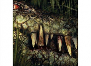 Quiz Films Crocodiles