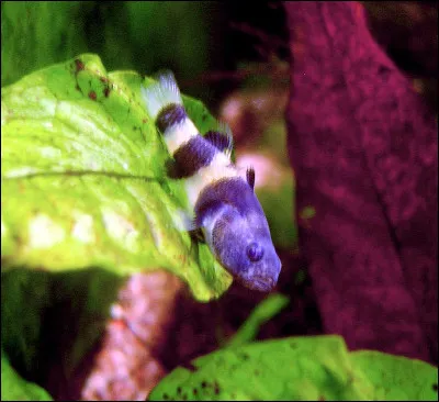 Les h&eacute;ro&iuml;nes de Pierre Beno&icirc;t ont toujours un nom commen&ccedil;ant par la lettre A. Dans quel livre trouve-t-on Alzire ?