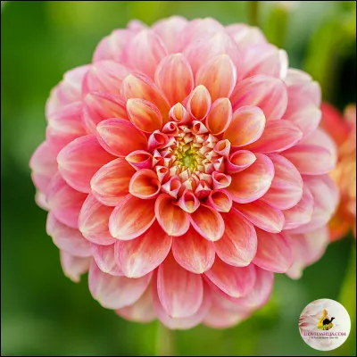 Cette fleur est plutôt...