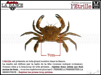 De quelle couleur sont les yeux de l'étrille ?