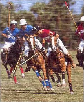 Le polo est un sport originaire. .