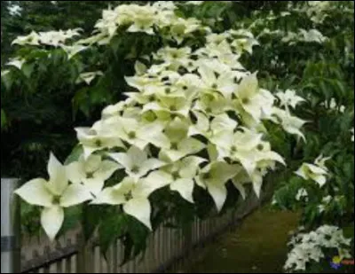 Quelle est cette couleur ? (Sur les fleurs)