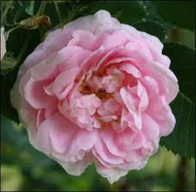 Et quelle est la couleur du cur de cette rose ?