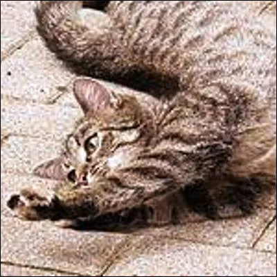 Comment appelle-t-on la capacité physique daccomplir des mouvements avec une grande amplitude et une grande aisance ?