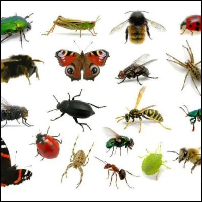 Chez les insectes, quel élément sert à la fois à la thermorégulation, au camouflage et à la reproduction ?