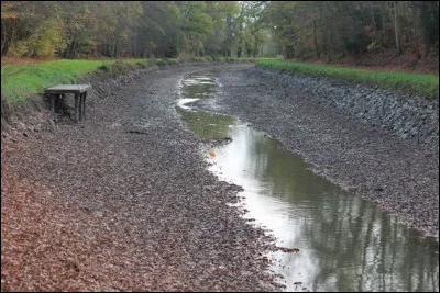 Régale le prédateur de pigeons, c'est le...
