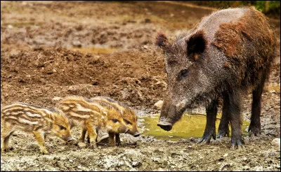 Bien pour le tailleur, c'est la...