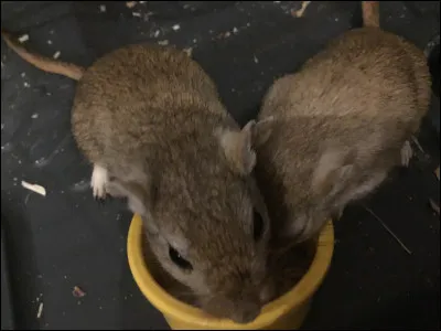 Quel est ton animal préféré parmi ces propositions ?