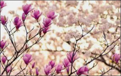 Et, quel est ton fruit préféré ?