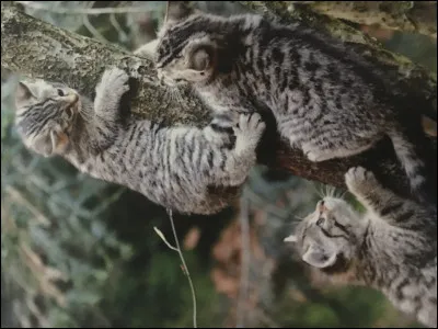 Des chatons dun autre clan sont en danger, que fais-tu ?