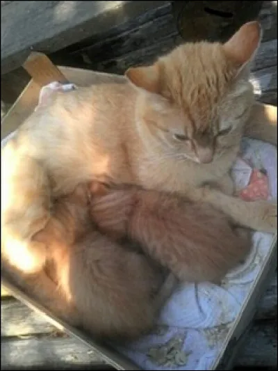 Aimeriez-vous avoir des petits ?