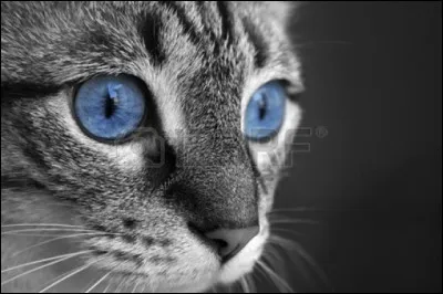 À quoi êtes-vous prêt pour votre famille ?