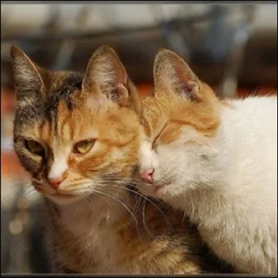 Est-ce que vos chatons sont des clans-mêlés ?