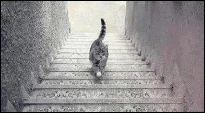 Et ici, que vois-tu en premier ?