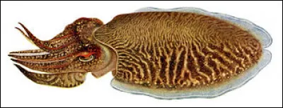 L'osmine &eacute;tait une mesure employ&eacute;e en Turquie et en Russie, pour...