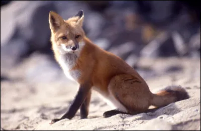 Le synonyme de l'adjectif caut est...