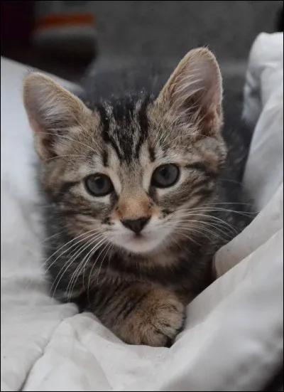 Comment s'appelle l'animal de la question 3 ?