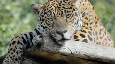 Comment s'appelle cet animal ?