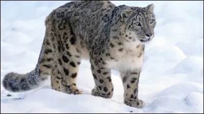 Comment s'appelle l'animal de la question 1 ?