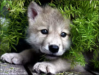 Comment s'appelle l'animal de la question 2 ?