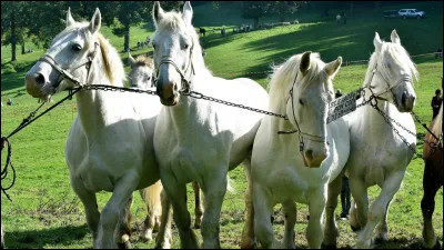 Aimes-tu le contact humain ?