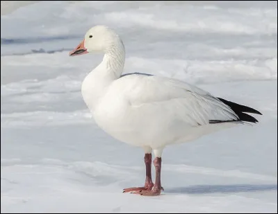 Que peut-il arriver lorsque les oies des neiges s'arrêtent dans leur migration pour reprendre des forces ?