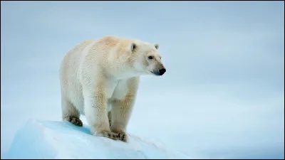 Malgré leur aspect pataud, les ours polaires peuvent courir aussi vite...