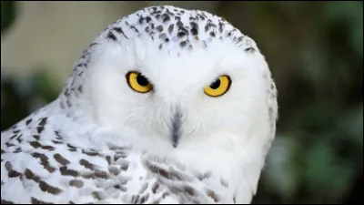 Quelle différence y a-t-il entre les mâles et les femelles harfangs des neiges ?