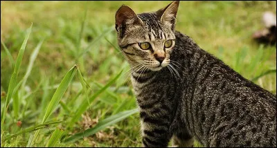 Que faites-vous si vous trouvez un intrus sur votre territoire !