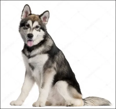 Quelle est cette race ?