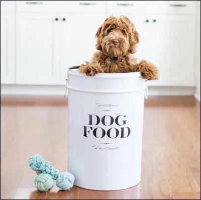 D'où vient le caniche ?