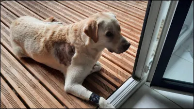 Quel est le meilleur chien de garde parmi ceux-ci ?