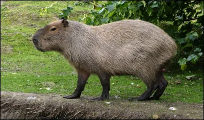 Animaux : Quel mammif&egrave;re d'Am&eacute;rique du Sud est le plus gros rongeur du monde ?
