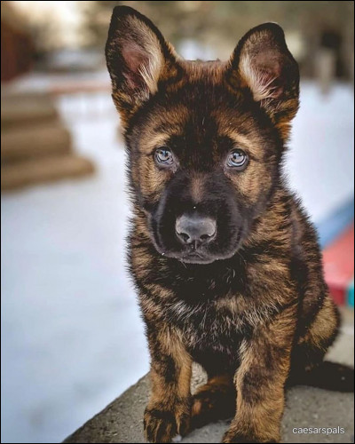 Quelle est cette race de chien ?