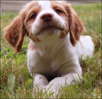 Quelle est cette race de chien ?