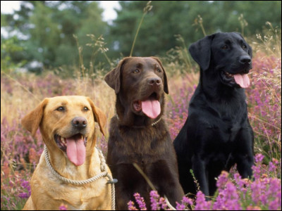 Quelle est cette race de chien ?