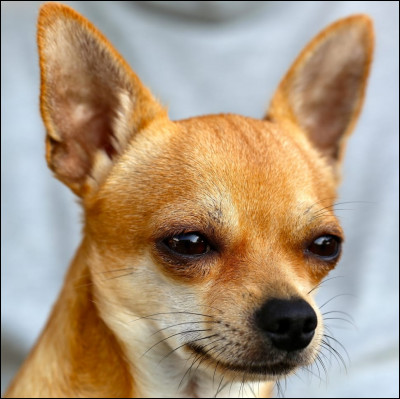 Quelle est cette race de chien ?