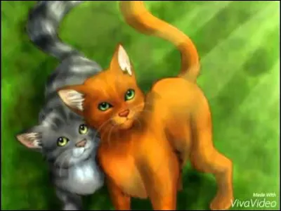 Quelle est la couleur du chat à gauche ?